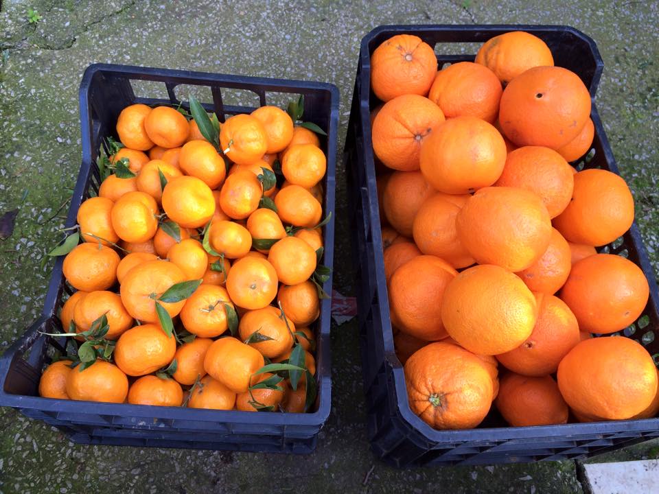 arance e mandarini